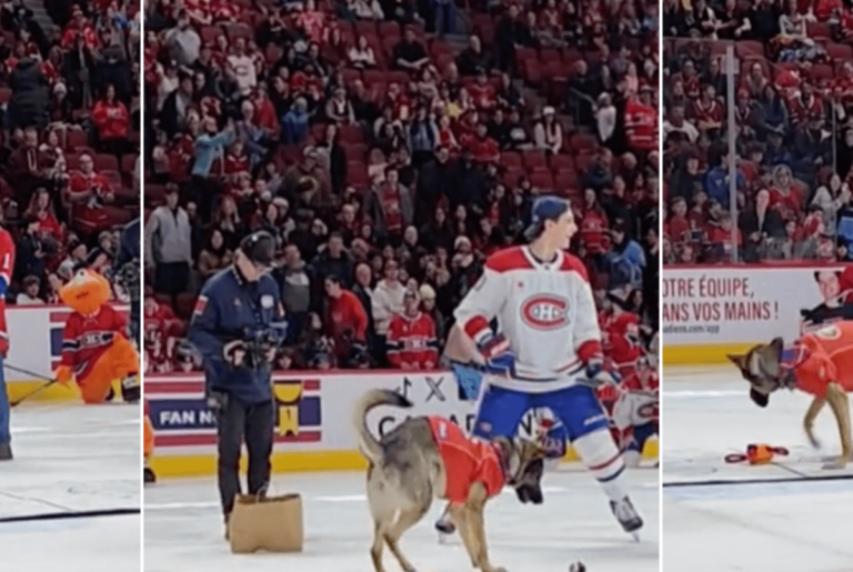 Hockeybegeisterter Deutscher Schäferhund tritt gegen NHL-Torwart an und das Publikum liebt es